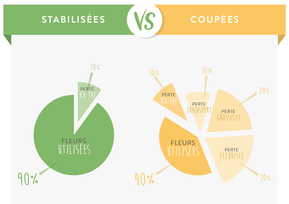 infographie perte fleur fraiche vs perte des fleurs stabilisees