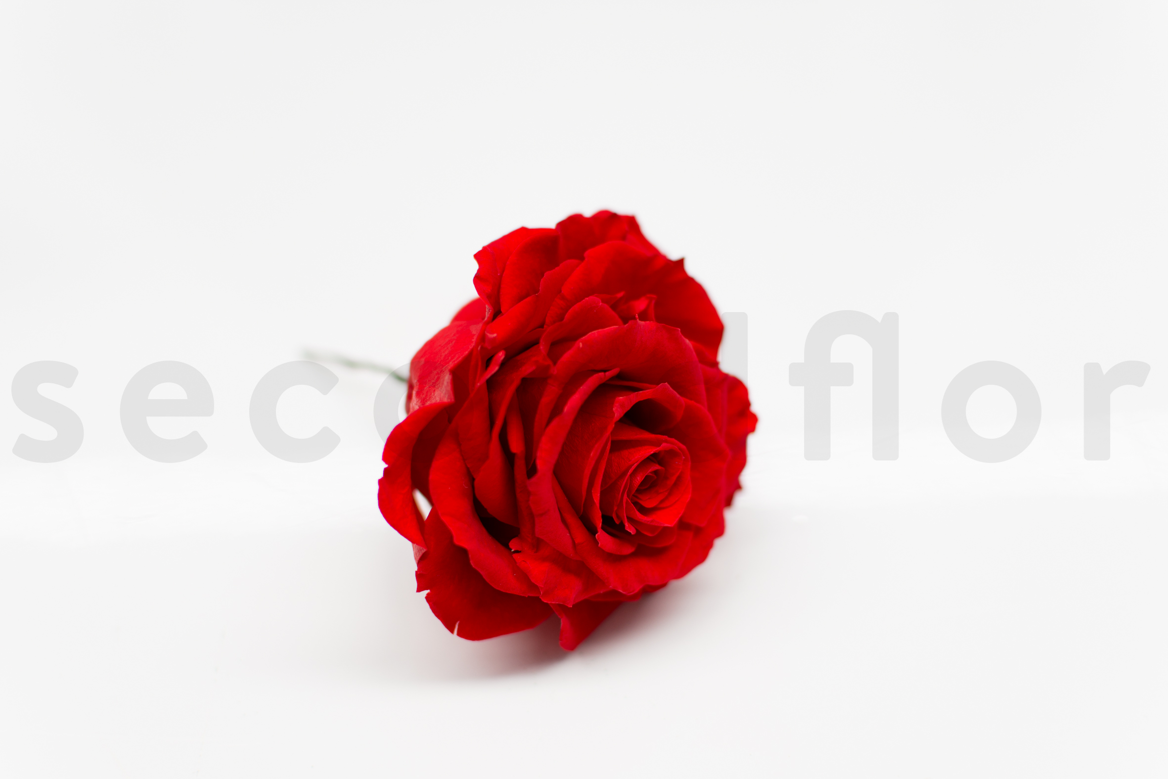 SN-DIY-Rose en cube-step10-9975