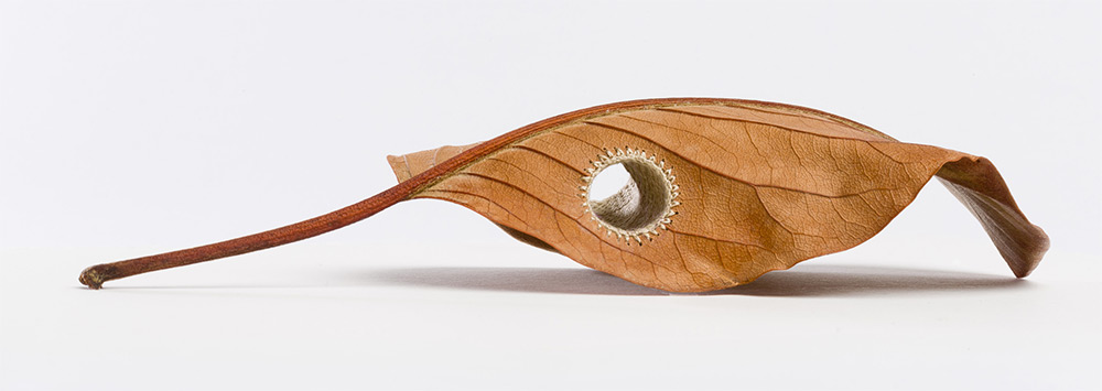 sculpture-feuille-morte- susanna bauer
