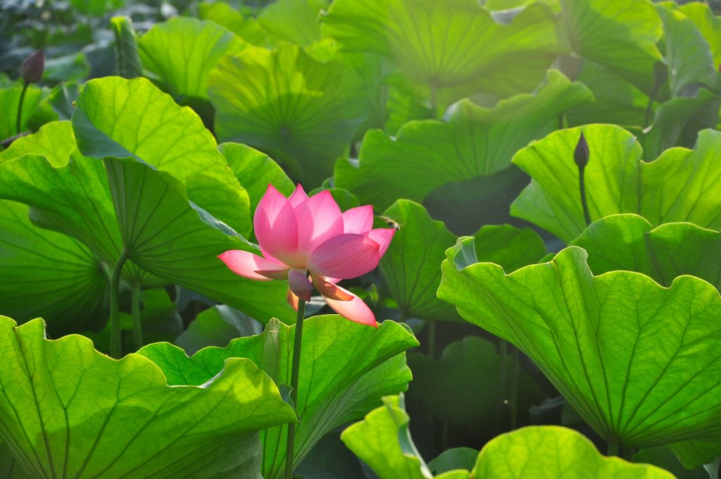 das Lotusmeer