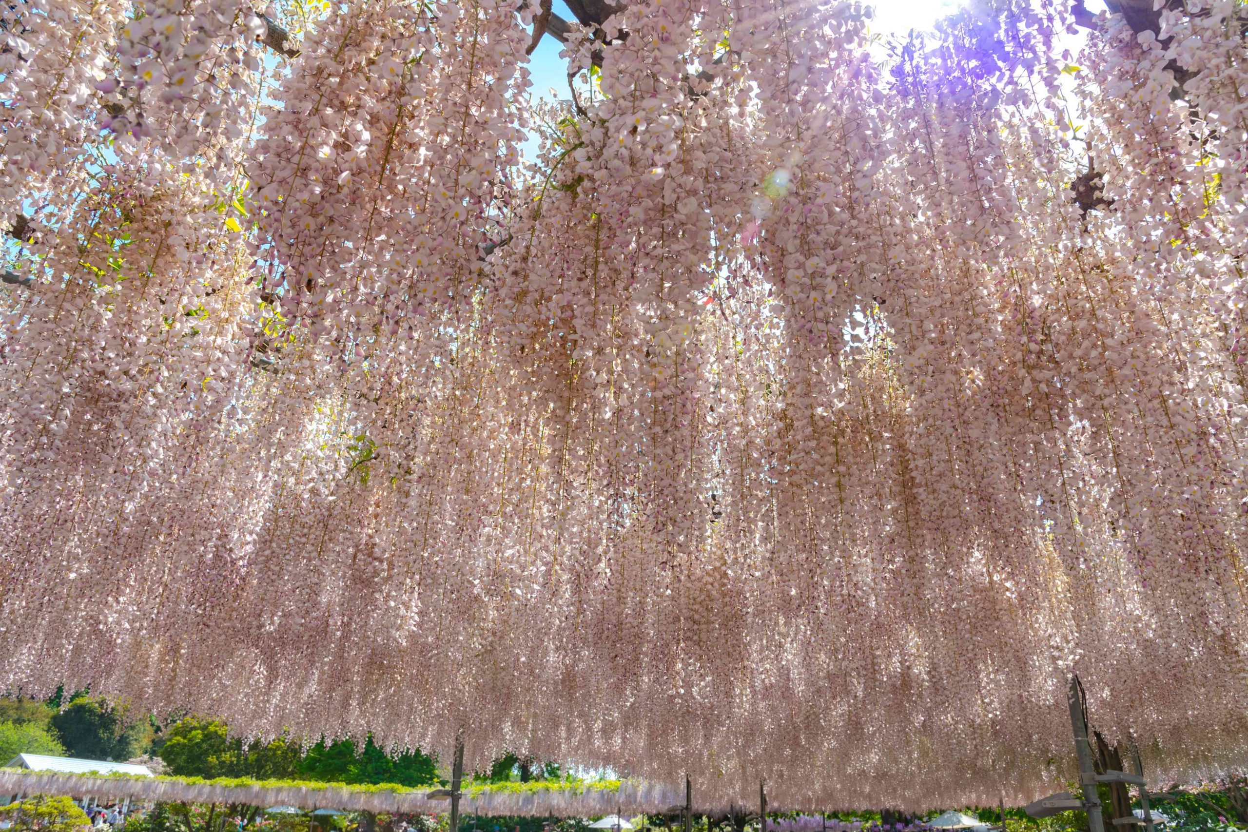 glycine ashikaga park