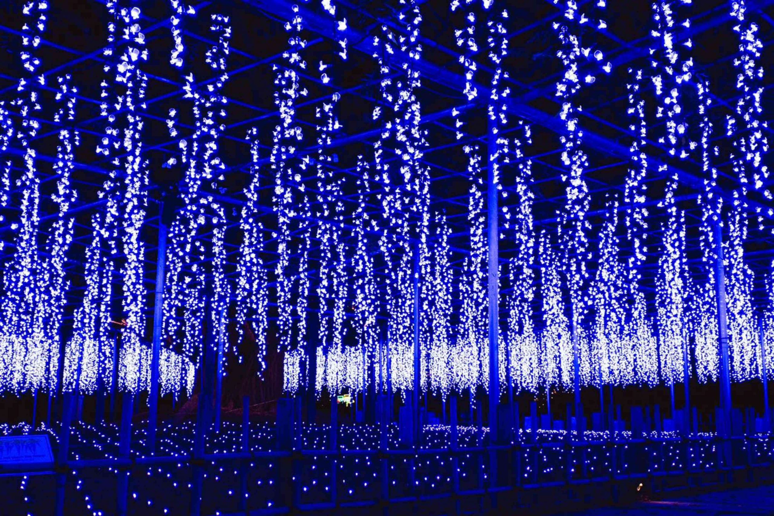 floral night show in ashikaga park