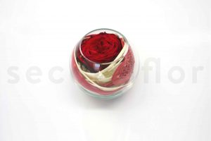 rose rouge stabilisee dans un verre 