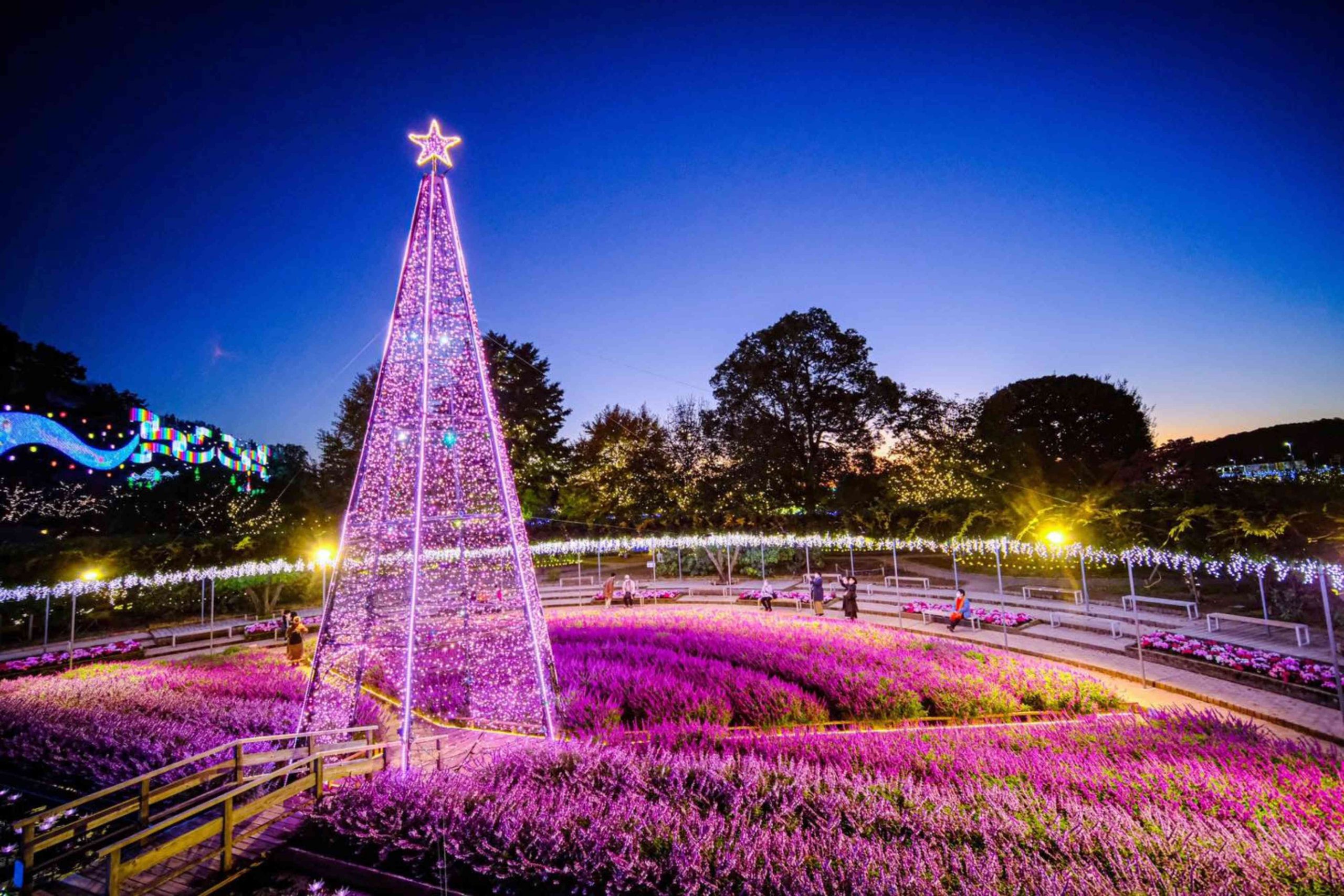 floral night show in ashikaga park sunset