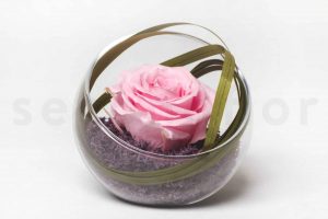 bulle de rose stabilisee composition a offrir pour toutes les occasions