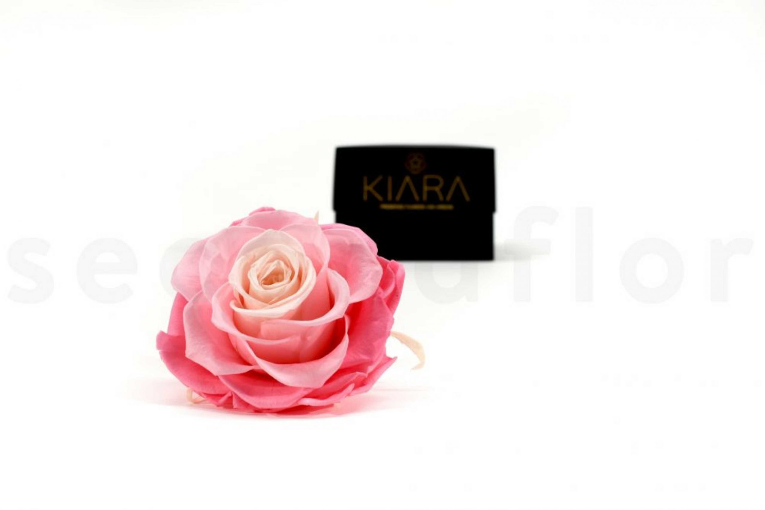 11-ROSE-STABILISEE-KIARA-MANDALA-XXL-TIE-N-DYE-PINK-pour-la-saint-valentin-revendeur-scaled.jpg