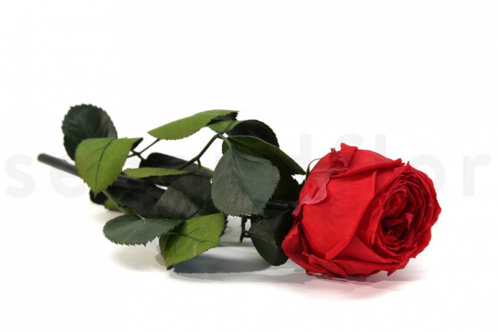roses sur tiges verdissimo rouge ideal pour faire des ventes additionnelles lors de fetes commerciales