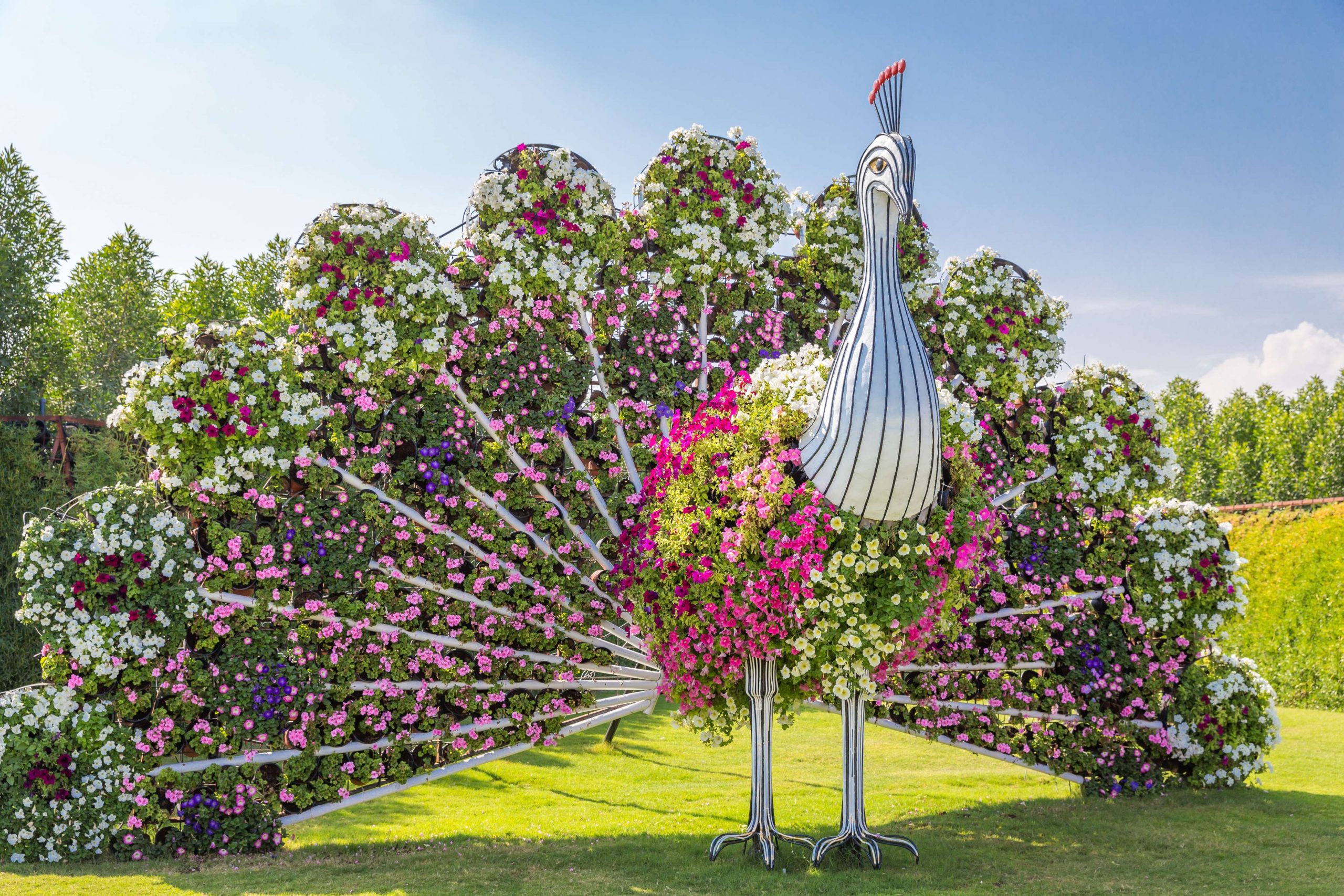 paon miracle garden dubai