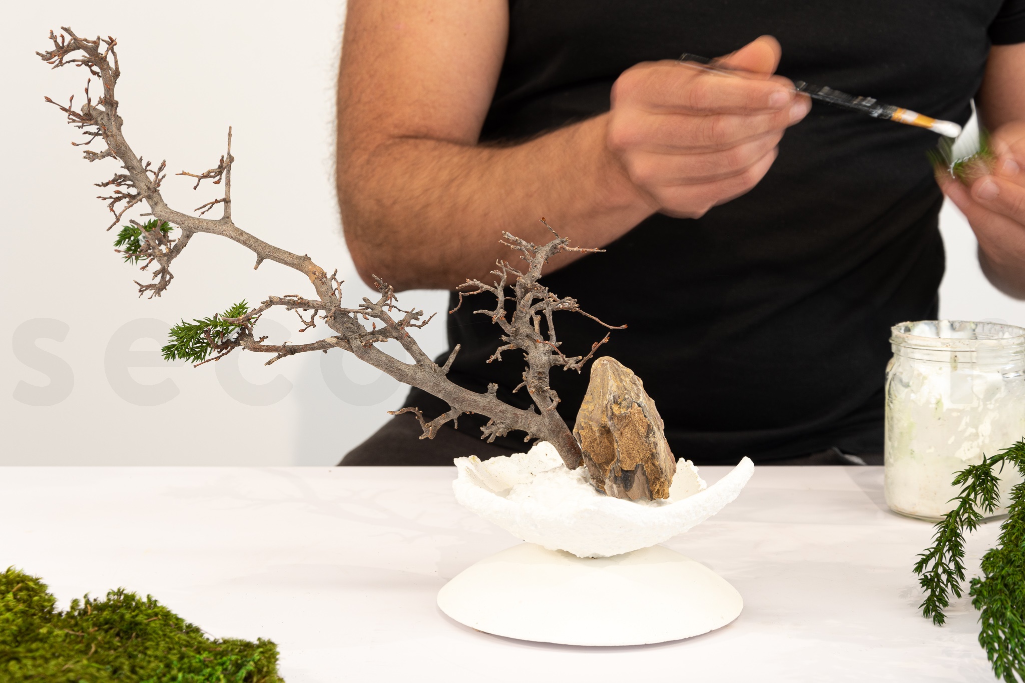 bonsai juniperus