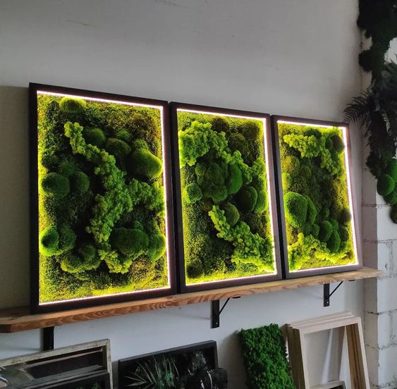 trois cadres végétaux avec de la mousse stabilisée verte et cadres bordés de lumières led three plant frames with green stabilised moss and frames edged with led lights