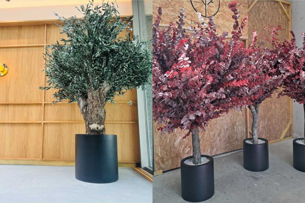 ©️Ere Végétale - Arbres sans entretien fais avec des branches d’olivier stabilisées (à gauche) et des branches d’eucalyptus cinerea rouge (à droite)