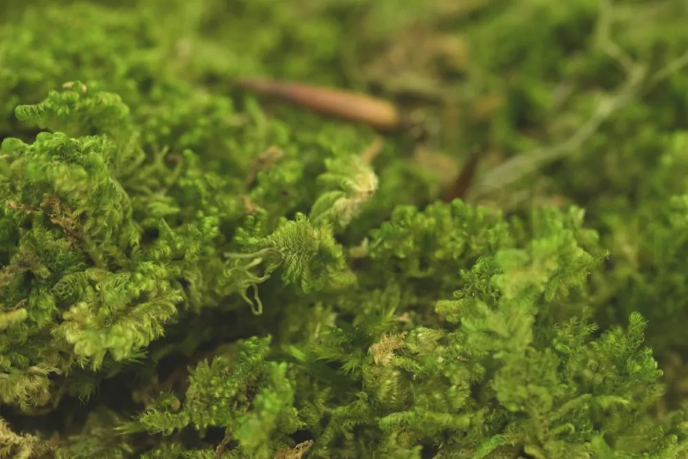 Sphagnum Green Moss - Preserved