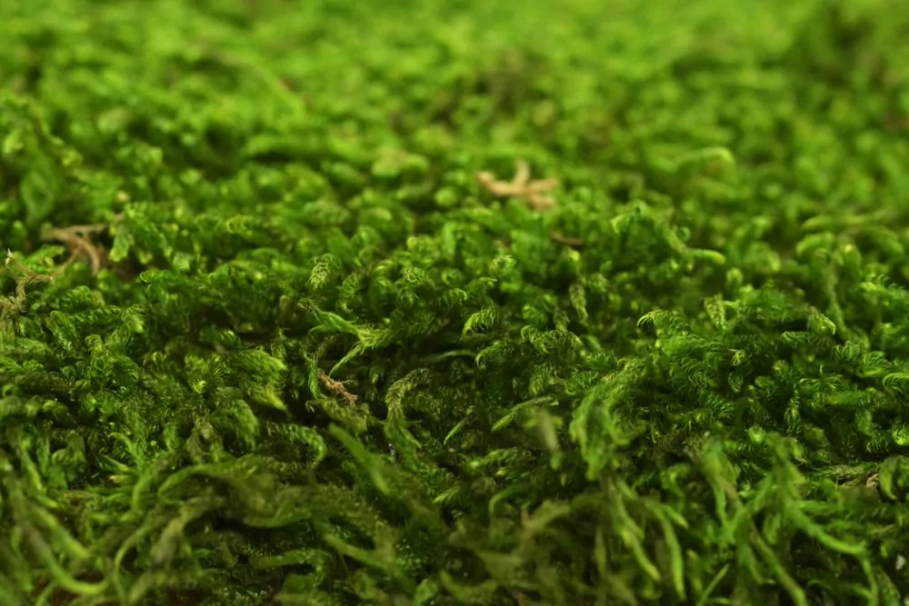 Stabilized Sheet Moss | Flat Moss | Preserved Moss | Decorative Moss