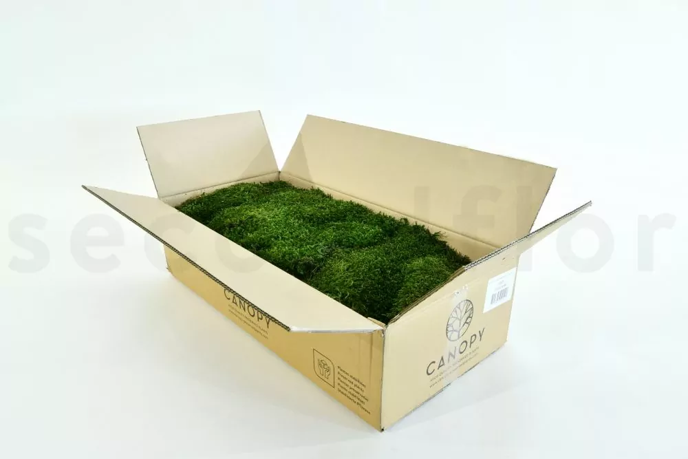 Bulk Loose Forest Moss Preserved