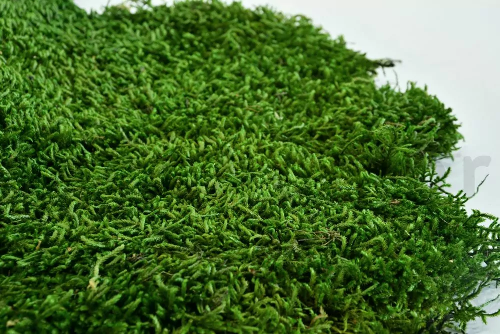 Special! Bulk Loose Forest Moss Preserved in Leaf Green Color