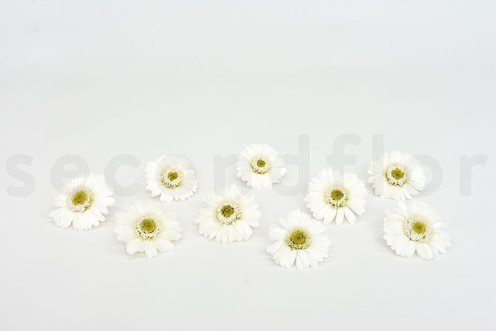 Gerbera Stabilisé - Boîte de 9 - Blanc & vert