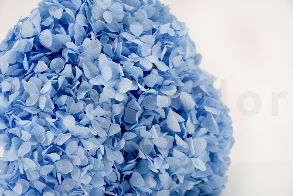 Hortensia Premium Azul Celeste Preservada