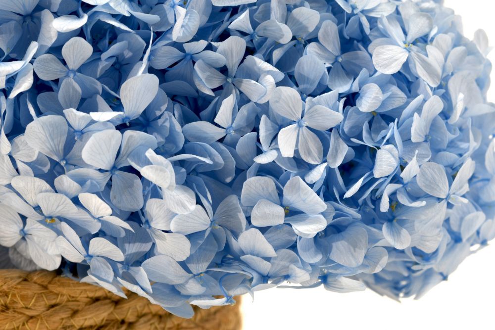Hortensia Premium Azul Celeste Preservada
