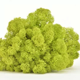 Preserved Reindeer Moss Forest Green 1kg Box -  Finland