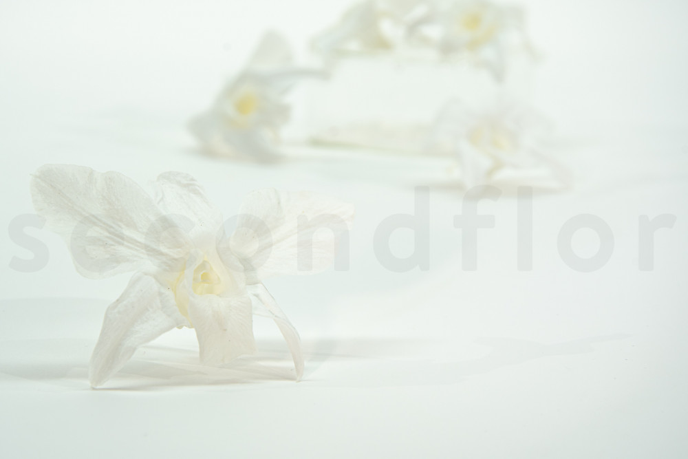 Orquídea Dendrobium Estabilizada - Caja de 5 - Blanca