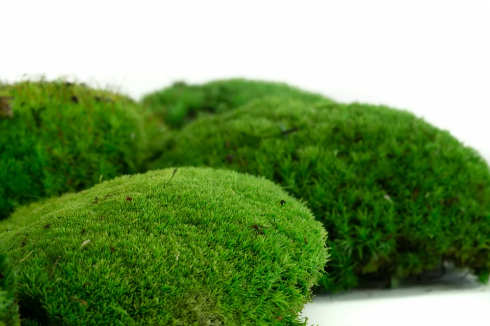 What Is Preserved Moss?