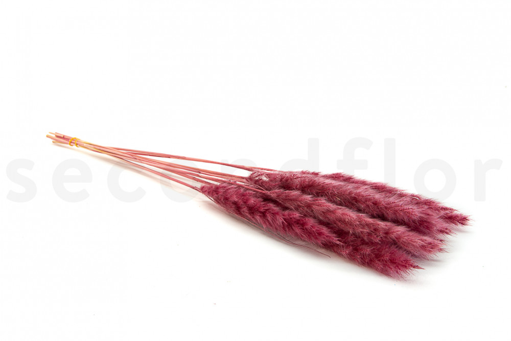 Tail Reed Mini Dried - 12 Units - Carnival Rouge