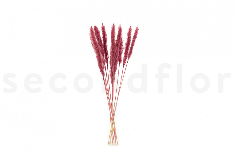 Tail Reed Mini Dried - 12 Units - Carnival Rouge