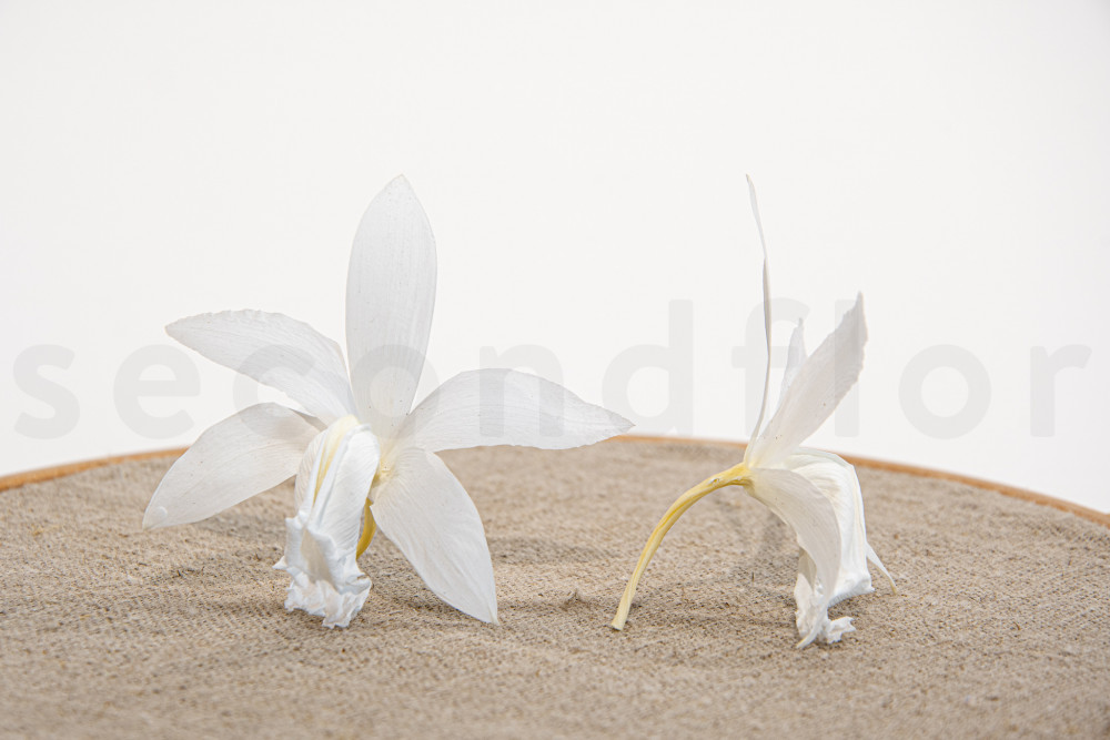 Orquídea Cattleya Estabilizada - Caja de 2 - Blanco