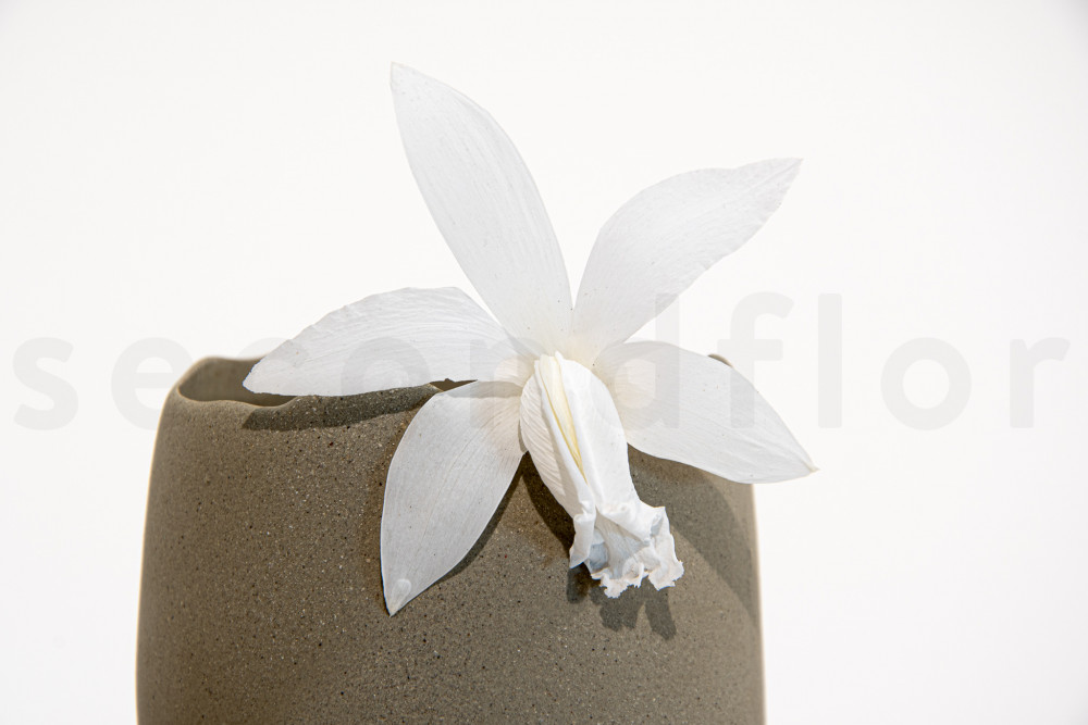 Orquídea Cattleya Estabilizada - Caja de 2 - Blanco