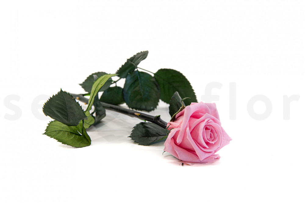 Rosas estabilizadas con tallo 30 cm - Gift Box 25 unidades - Rosa claro