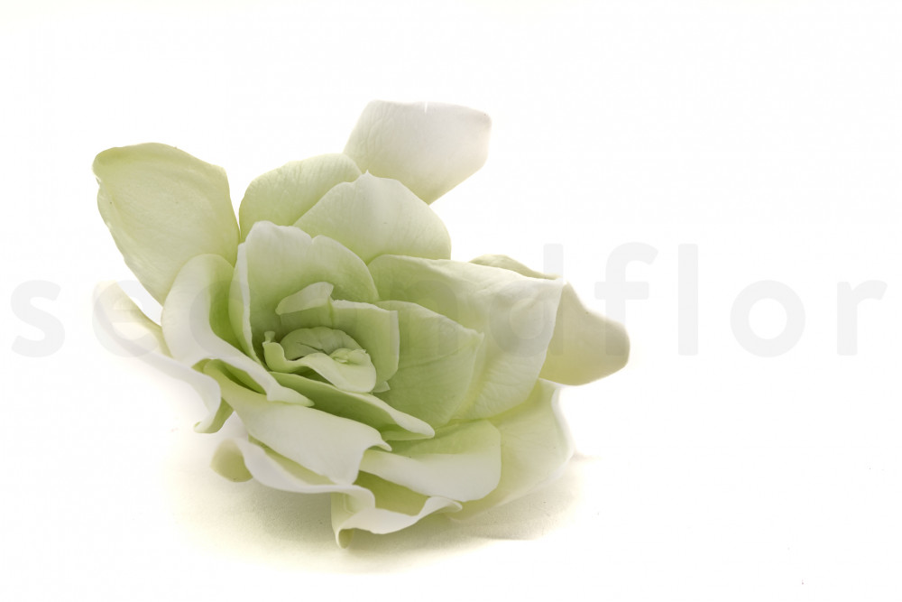 Gardenia Bicolor Estabilizada - Caja de 6 - Blanco & Verde