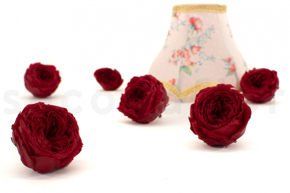 Rosa inglesa estabilizada - Caja de 6 - Rojo