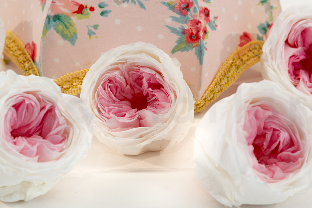 Rosa inglesa estabilizada - Caja de 6 - Blanco & Rosa pastel
