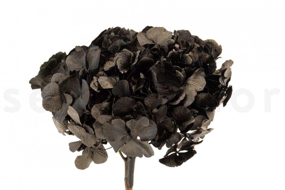 Hortensia preservada negra - SecondFlor