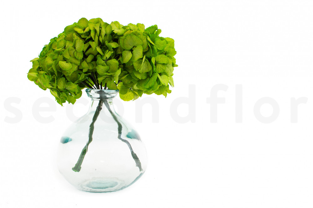 Hortensia verde preservada - SecondFlor