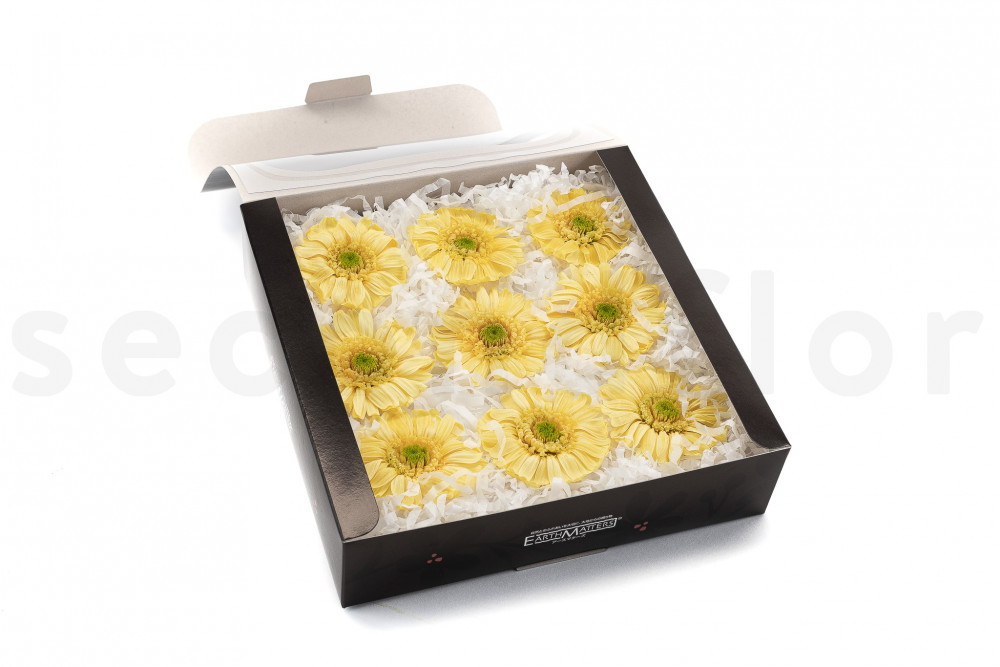 Gerbera estabilizada - Caja de 9 - Morning Yellow