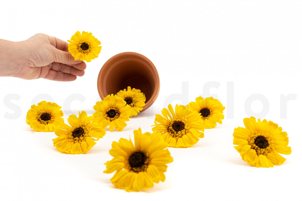 Gerbera estabilizada - Caja de 9 - Girasol