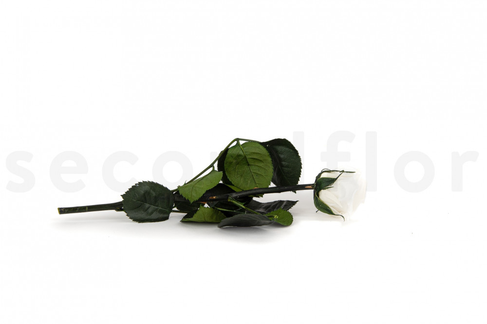 Rosas estabilizadas con tallo 30 cm - Gift Box 25 unidades - Blanco