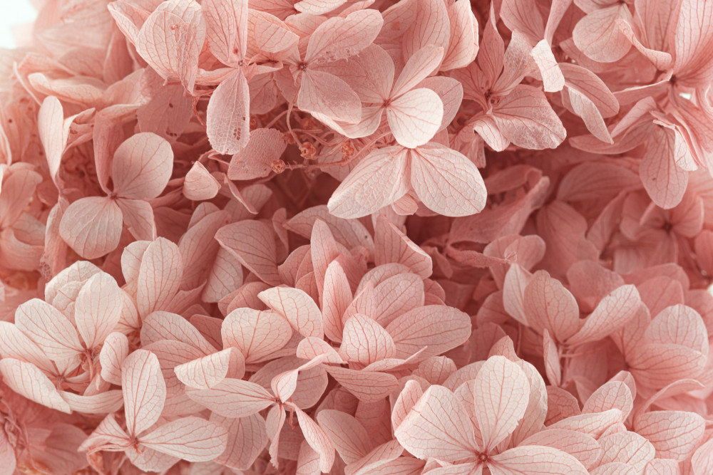 Hortensias en tallo estabilizado - Cloud Pink