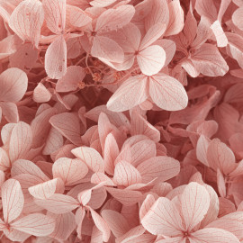 Hortensias naturales Preservadas - SecondFlor