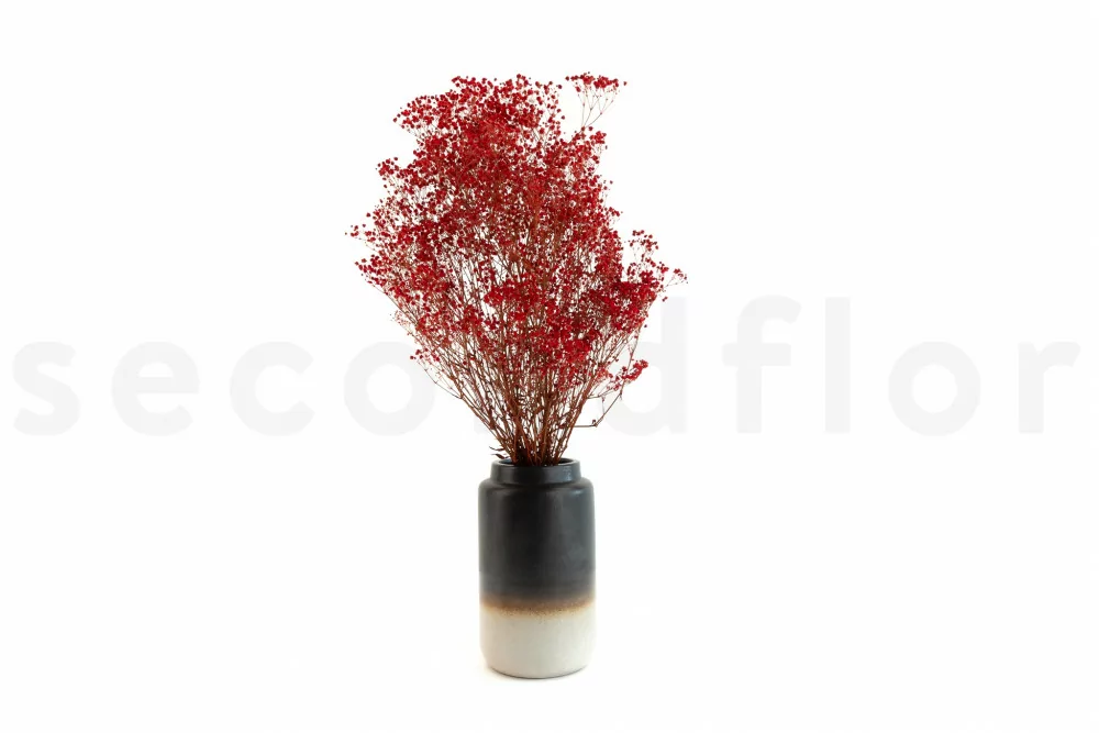 Gypsophila stabilizzata - Bouquet - Rosso