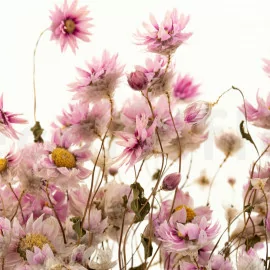 Gypsophila essiccata su fondo grigio