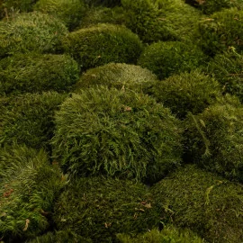 Stabilized moss color Green moss 